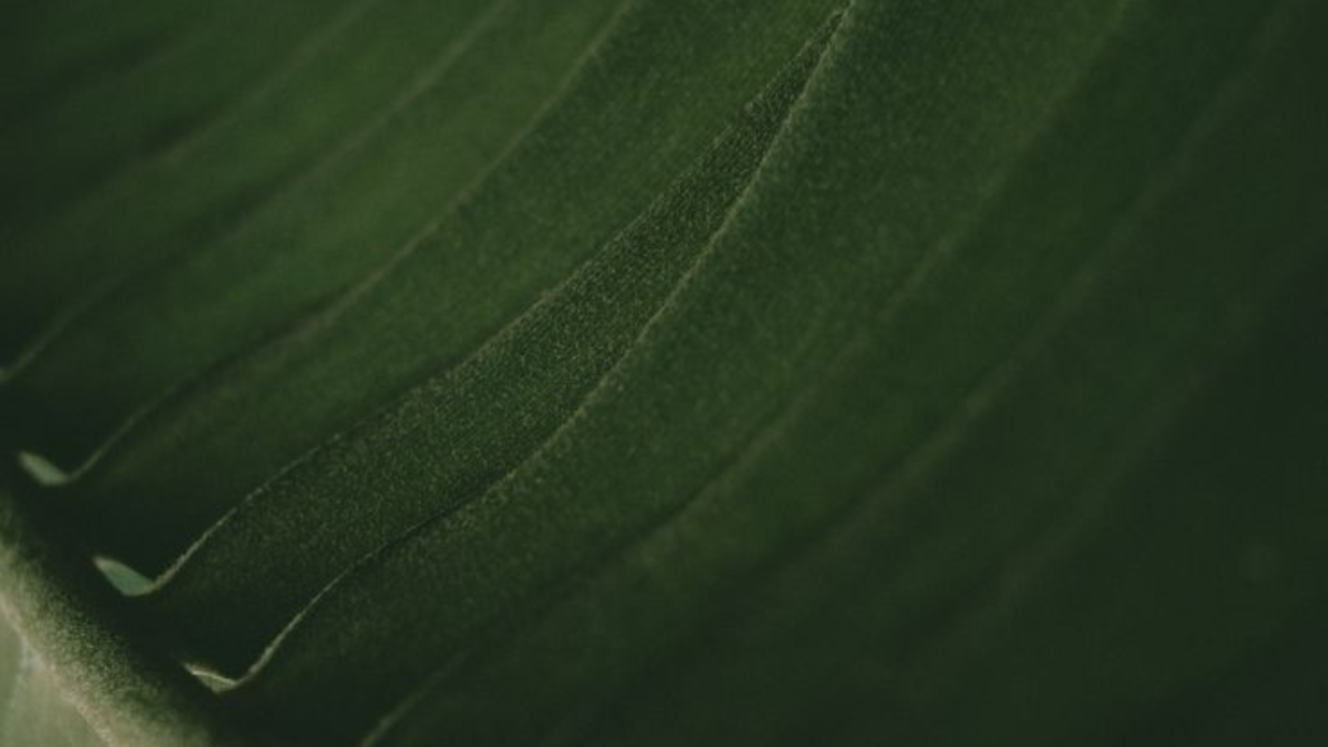 Leaf background texture